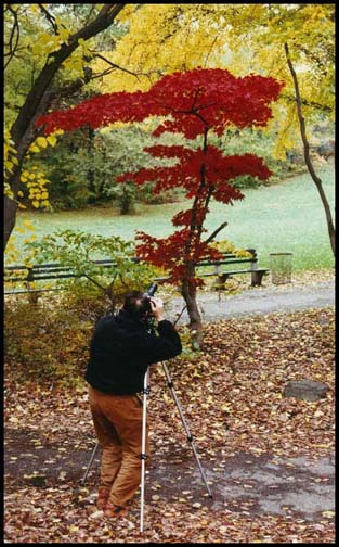 japanese maple leaf tree. The tree is a japanese maple.