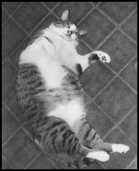 fat cat. FAT CAT - 1993